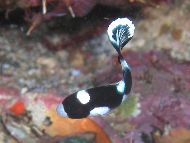 アジアコショウダイの幼魚